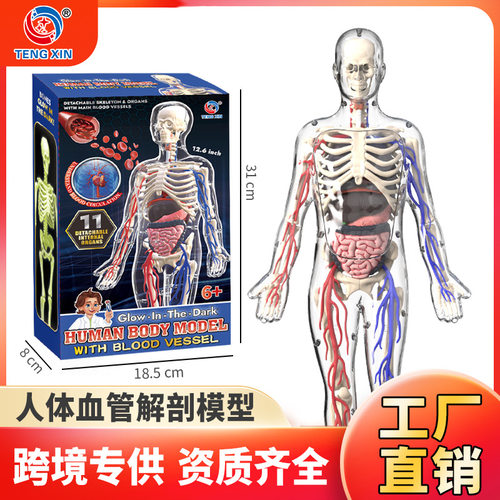 人体器官模型steam儿童科教启蒙可拆卸拼装医学解剖仿真玩具