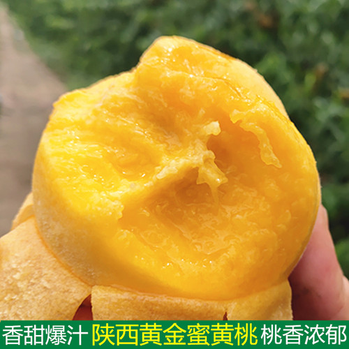 现摘陕西黄金蜜黄桃香甜爆汁甜桃