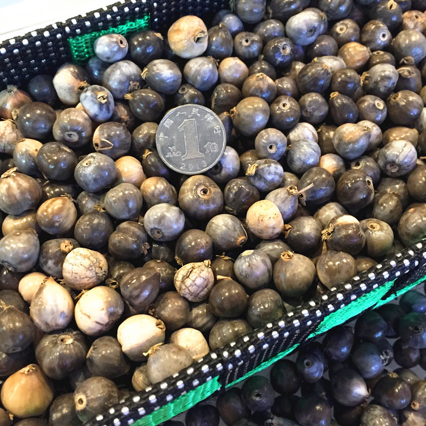 草珠种子草珠子散珠草珠子种子纯天然草珠天然草珠门帘种子