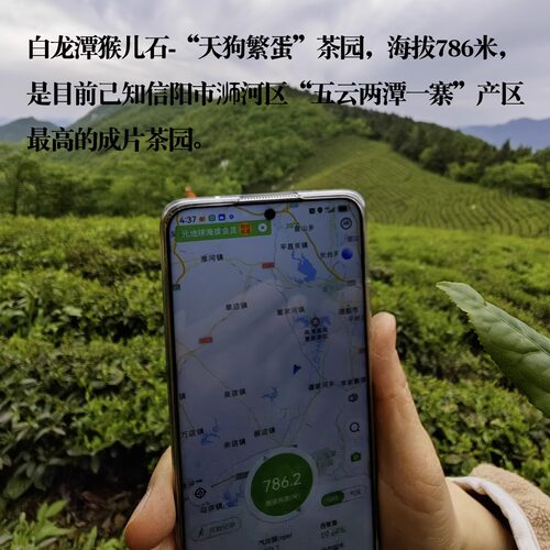 2026老董家信阳毛尖猴儿石高山春尾古树群体种大叶茶200克