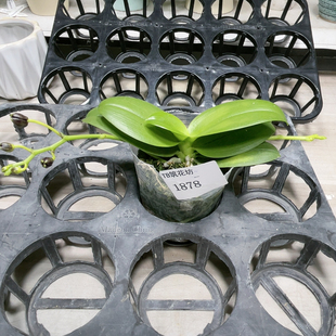 1878野莓小珍宝花苞株3.5杯