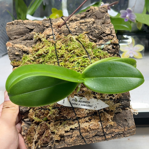 蓝唇白eq板植苗