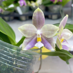 编号430 d系列盲盒