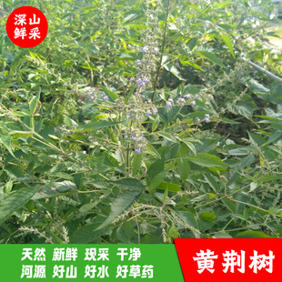 河源深山中草药黄荆树自然植物现采新鲜荆子五指柑五指风农村布惊