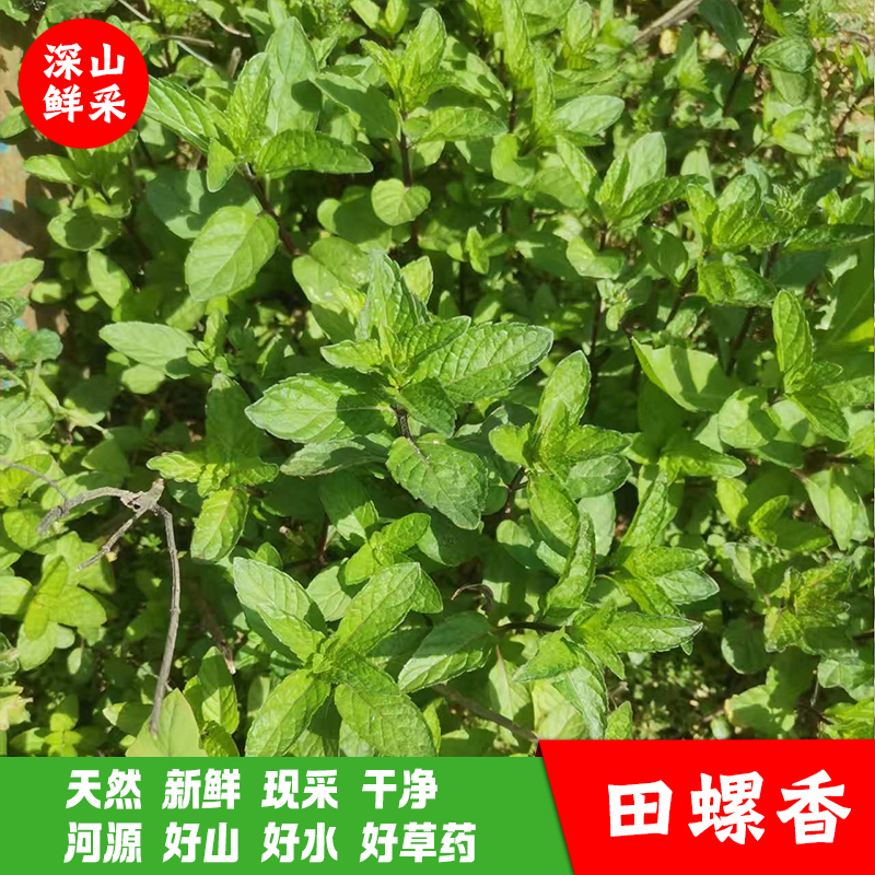 土薄荷田螺香十香草碧池粉尘
