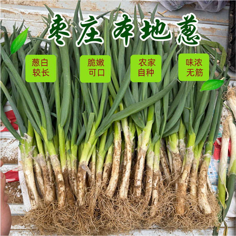 农家自种老品种鲜大葱现拔现发