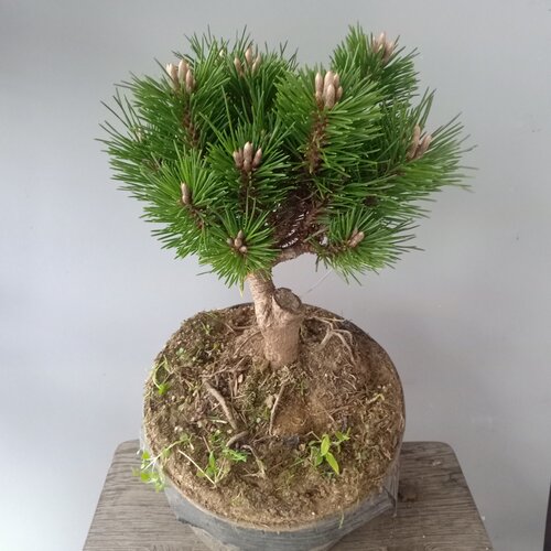 日本千寿丸黑松盆景多少钱 日本千寿丸黑松盆景价格 小麦优选 日本千寿丸黑松盆景多少钱 日本千寿丸黑松盆景价格 小麦优选