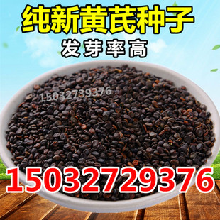 黄芪种子纯新中药材种苗种植籽发芽多年生棉杆黄芪铁杆黄芪包邮