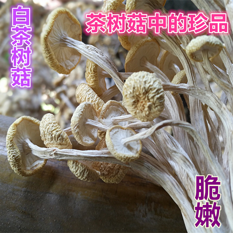 茶树菇不开伞新鲜散装煲汤食材