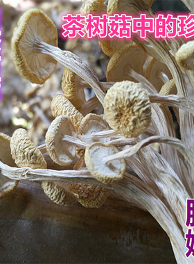 白色茶树菇不去头不开伞新干货新鲜嫩礼袋散装煲汤食材250克包邮