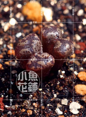 蝴蝶勋章种子 sh1252肉锥花属稀有播种多肉Conophytum terricolor