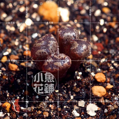 蝴蝶勋章种子 sh1252肉锥花属稀有播种多肉Conophytum terricolor