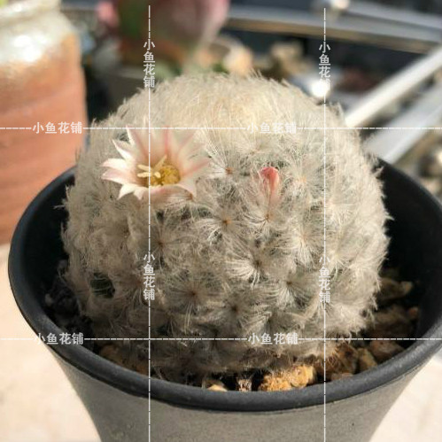 白星种子仙人掌科乳突球属仙人球稀有品种种植育苗播种多肉种孑籽