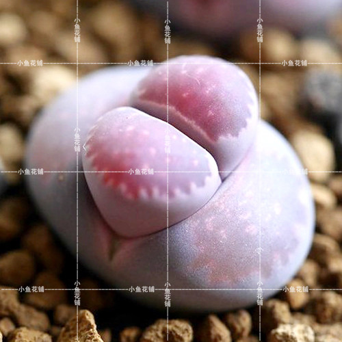 岛田紫李夫人稀有品种贵货多肉屁股花屁屁花石头花pp花生石花种子