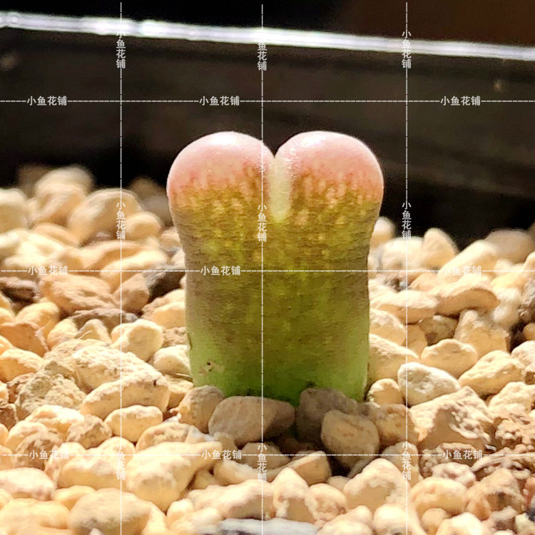 骚粉透窗风铃玉1453.9肉锥花番杏科稀有品种贵货种植播种多肉种子