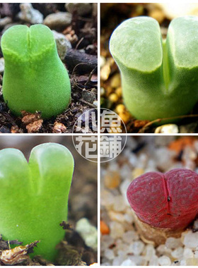 风铃玉混合种子 肉锥花播种多肉种孑Conophytum friedrichiae Mix