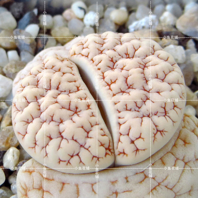 C189岛田苇胧玉荒玉种子稀有品种贵货多肉屁股花屁屁花生石花播种