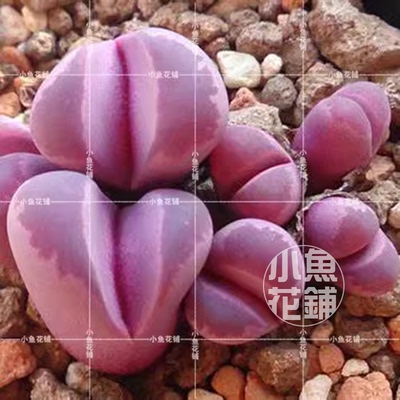 C81A红大内玉种子 生石花稀有贵货多肉 L. optica 'Rubra' Seeds