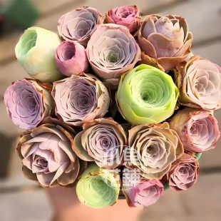 山地玫瑰混合种子 景天科莲花掌多肉Mountain Rose Succulent Mix