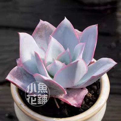 广寒宫种子 薄叶三仙景天科拟石莲属稀有多肉播种Echeveria cante
