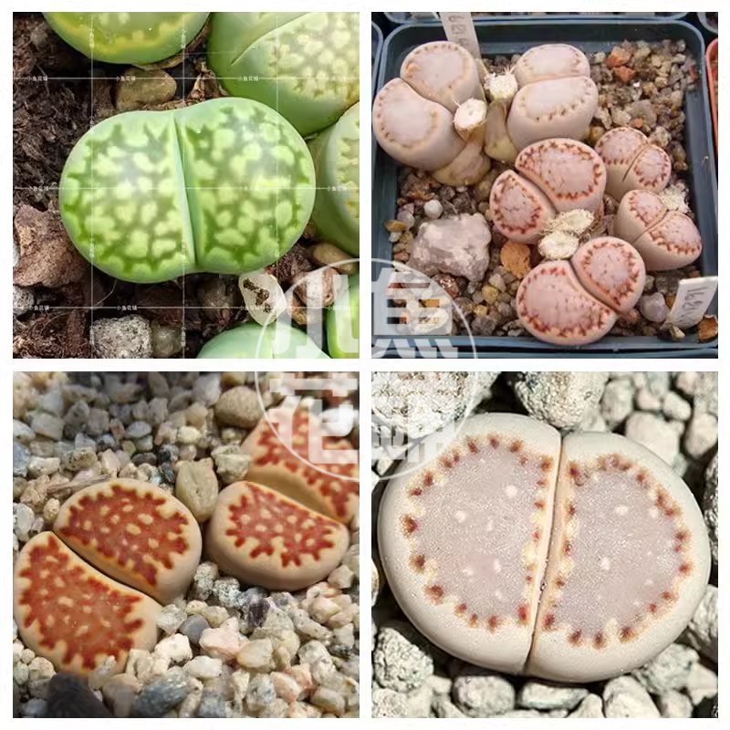 福来玉混合种子 生石花稀有贵货多肉屁屁花 Lithops fulleri Mix