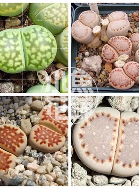 福来玉混合种子 生石花稀有贵货多肉屁屁花 Lithops fulleri Mix