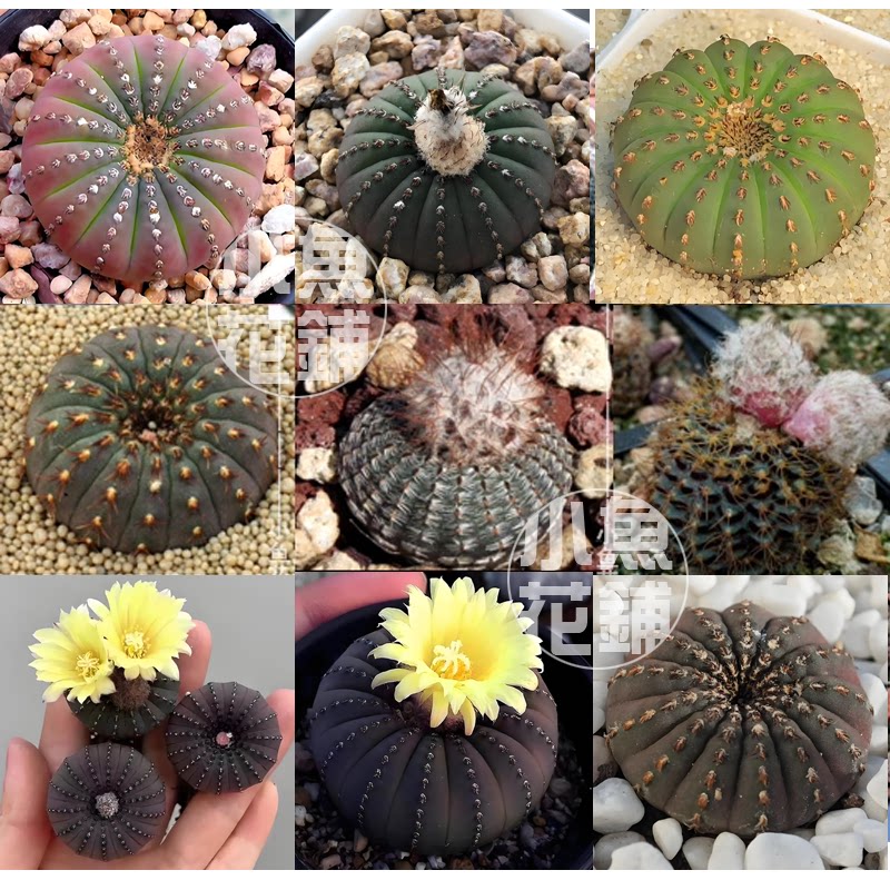 士童属混合种子 仙人掌科仙人球多肉植物