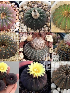 士童属混合种子 仙人掌科仙人球进口多肉稀有mixed Frailea seeds