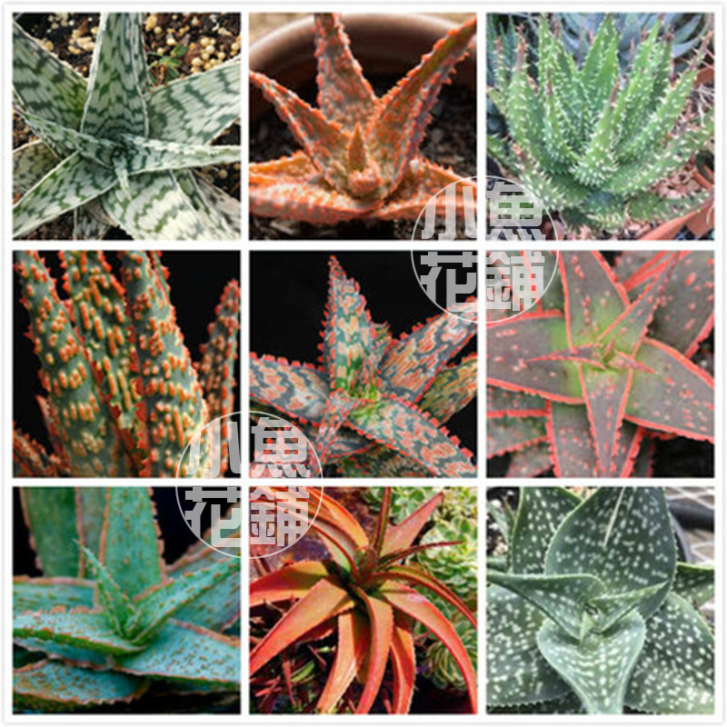 芦荟混合种子 全系种孑种籽稀有贵货品种进口多肉 Aloe Mix Seeds