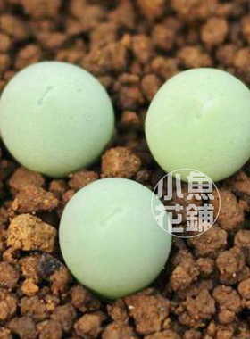 鸽子蛋种子翡翠玉肉锥花番杏播种多肉Conophytum calculus seeds