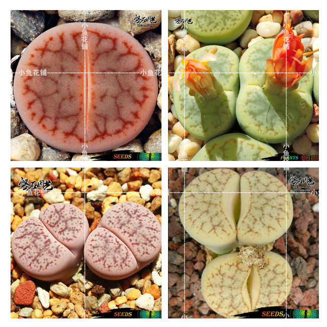 曲玉混合稀有品种贵货多肉屁股花屁屁花石头花pp花生石花种子种孑