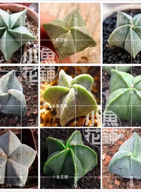 鸾凤玉混合种子 星球属仙人球稀有播种多肉myriostigma Mix Seeds