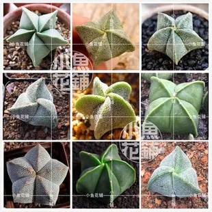 鸾凤玉混合种子 星球属仙人球稀有播种多肉myriostigma Mix Seeds