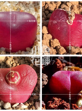 红毛汉尼混合种子 肉锥花属番杏科稀有多肉 Conophytum maughanii