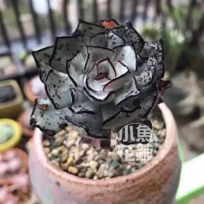 剑司诺娃种子 拟石莲属景天科种孑籽多肉 Echeveria strictiflora
