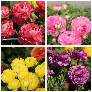 进口花毛茛种子 花卉播种多年生混色Ranunculus asiaticus seeds