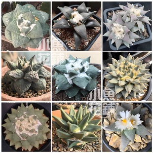 岩牡丹属混合种子仙人掌科仙人球稀有多肉mixed Ariocarpus seeds