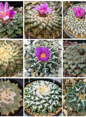 岩牡丹属混合种子仙人掌科仙人球稀有多肉mixed Ariocarpus seeds