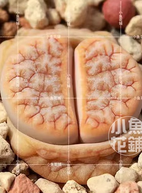 C309A拿铁种子 岛田荒玉生石花稀有多肉 Lithops 'Café au lait'