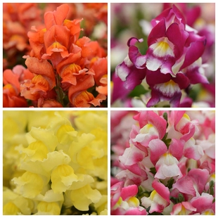 进口重瓣矮金鱼草种子 花卉多年生混色 Antirrhinum majus seeds