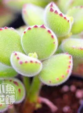 熊童子种子 小熊爪子银波锦属景天科多肉播种Cotyledon tomentosa