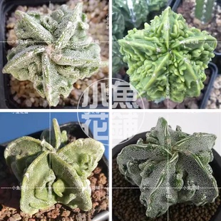 腹隆核桃鸾凤玉混合种子 仙人球稀有播种多肉myriostigma Fukuryu