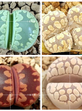 大津绘混合种子生石花多肉屁股花石头pp花mixed otzeniana seeds