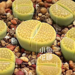 C111A岛田黄巴厘玉种子 生石花稀有多肉hallii 'Green Soapstone'