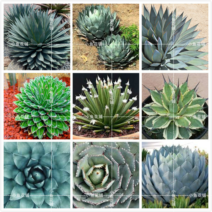 龙舌兰混合稀有贵货品种植物种植育苗进口多肉种子小鱼花铺