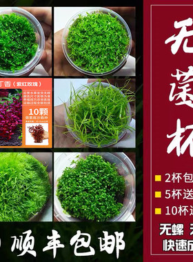 紫红水草无菌爬地珍珠泰国青椒