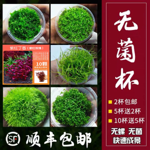 紫红玫瑰水草无菌杯迷你牛毛草真水草造景矮趴爬地珍珠泰国青椒