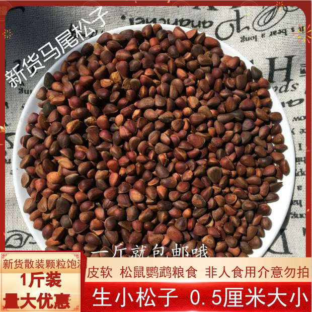 新货大兴安岭野生马尾松子原味生小松子鹦鹉魔王松鼠粮食500g包邮