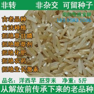 新货洋西早贡米胚芽米籼米大米古老品种有机种植原种非转非杂交