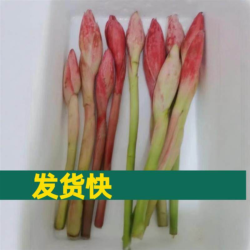 泰国菜娘惹菜食用花卉南姜花瓷玫瑰花苞2/10个装火炬姜花咖喱花